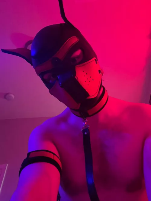22m Good puppy looking for other young pups in Philly 🐶