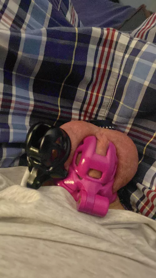 Actually back in the baby cobra. Small baby cobra for comparison