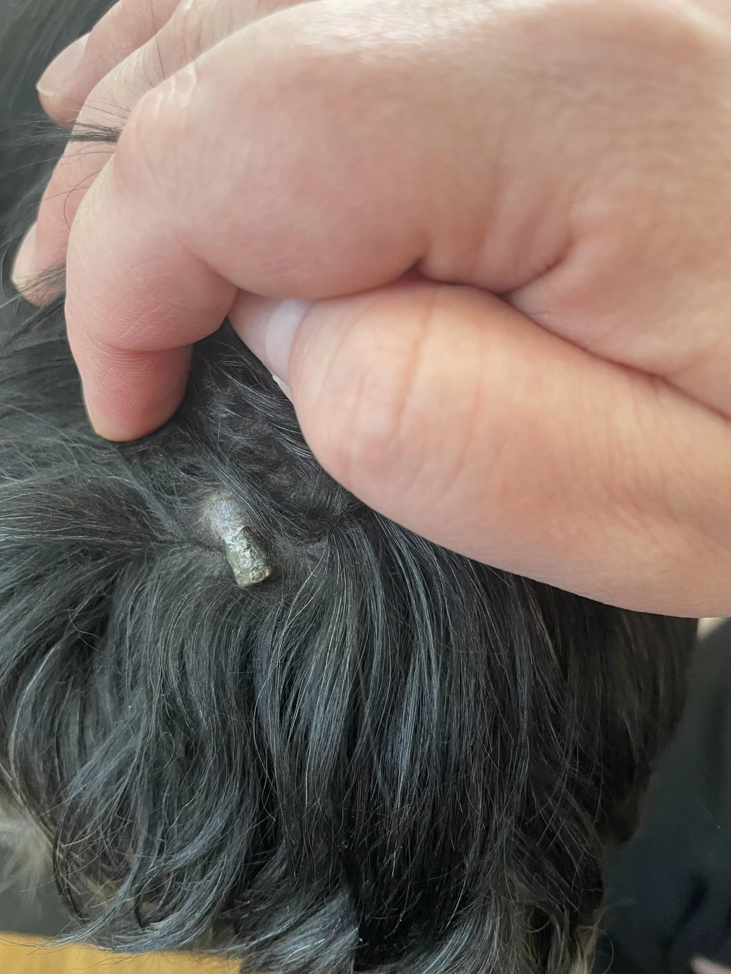 An old blackhead on old dog… popped it months ago and it must have popped out again. It’s too hard to remove on its own this time.