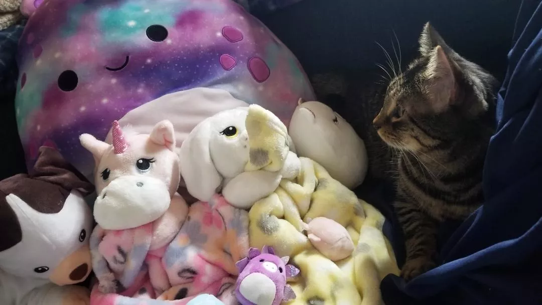 apparently my little corner is a good place for a cat nap 😻 it is quite snuggly 🤗😴