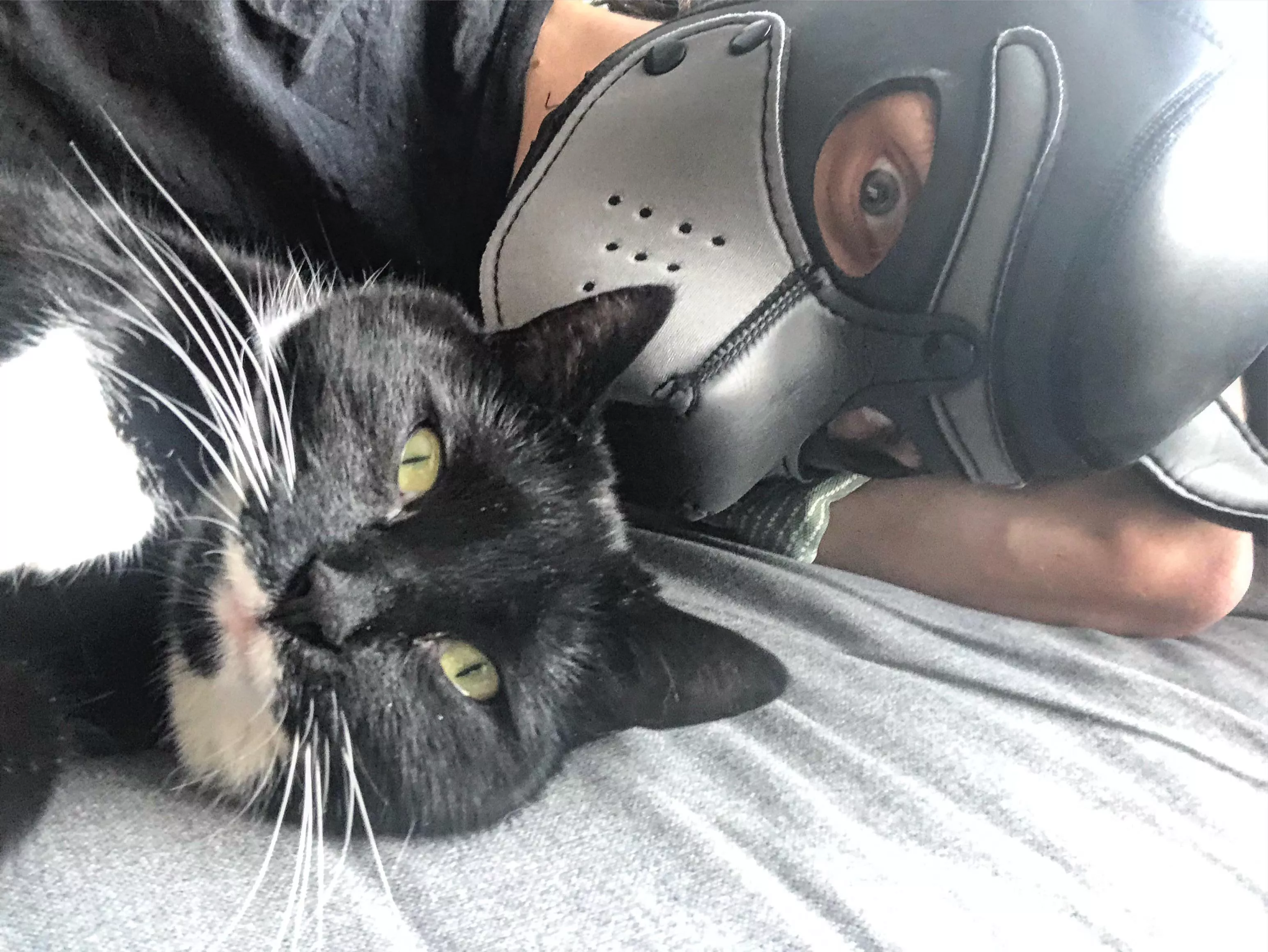 Caaattt 🥰🥰😍 Awwrufff