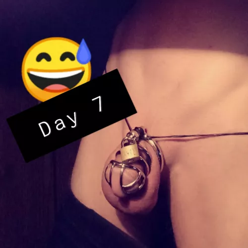 Day 7 of no free erections. Just locked in a cage. Unable to feel the pleasures of my manhood. How many more days to (not)come?
