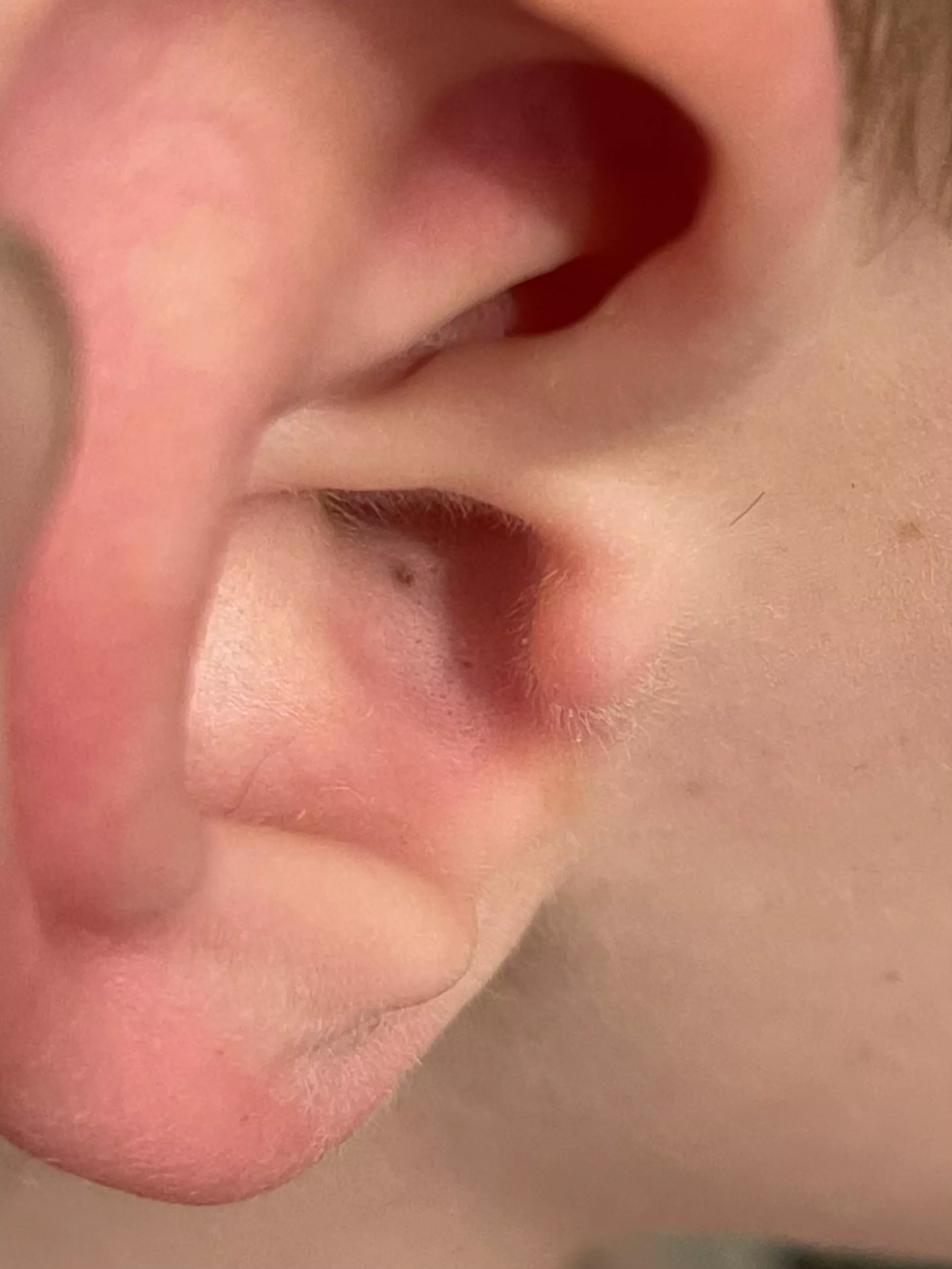 Forbidden pop in my little dudes ear