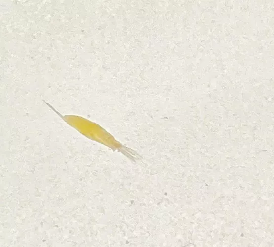 From my hip to your screens. No idea what it is, but I’m currently referring to it as a micro shrimp 🦐