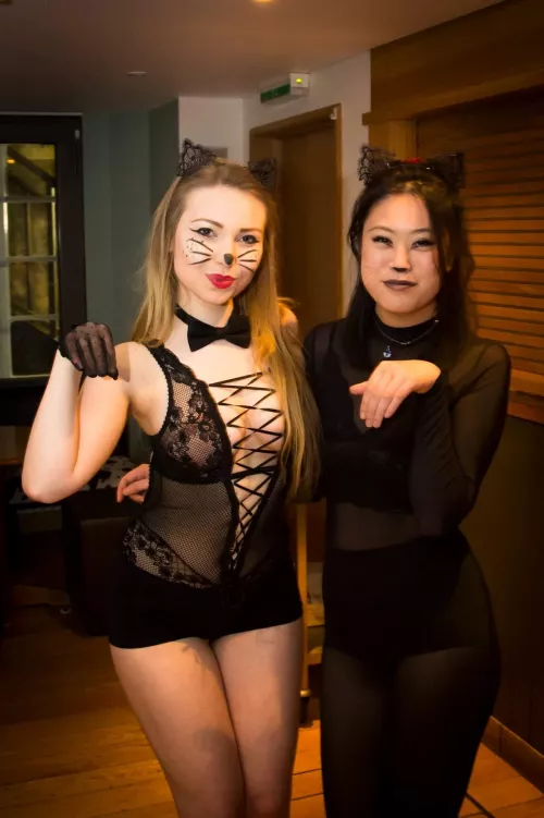 gatitas