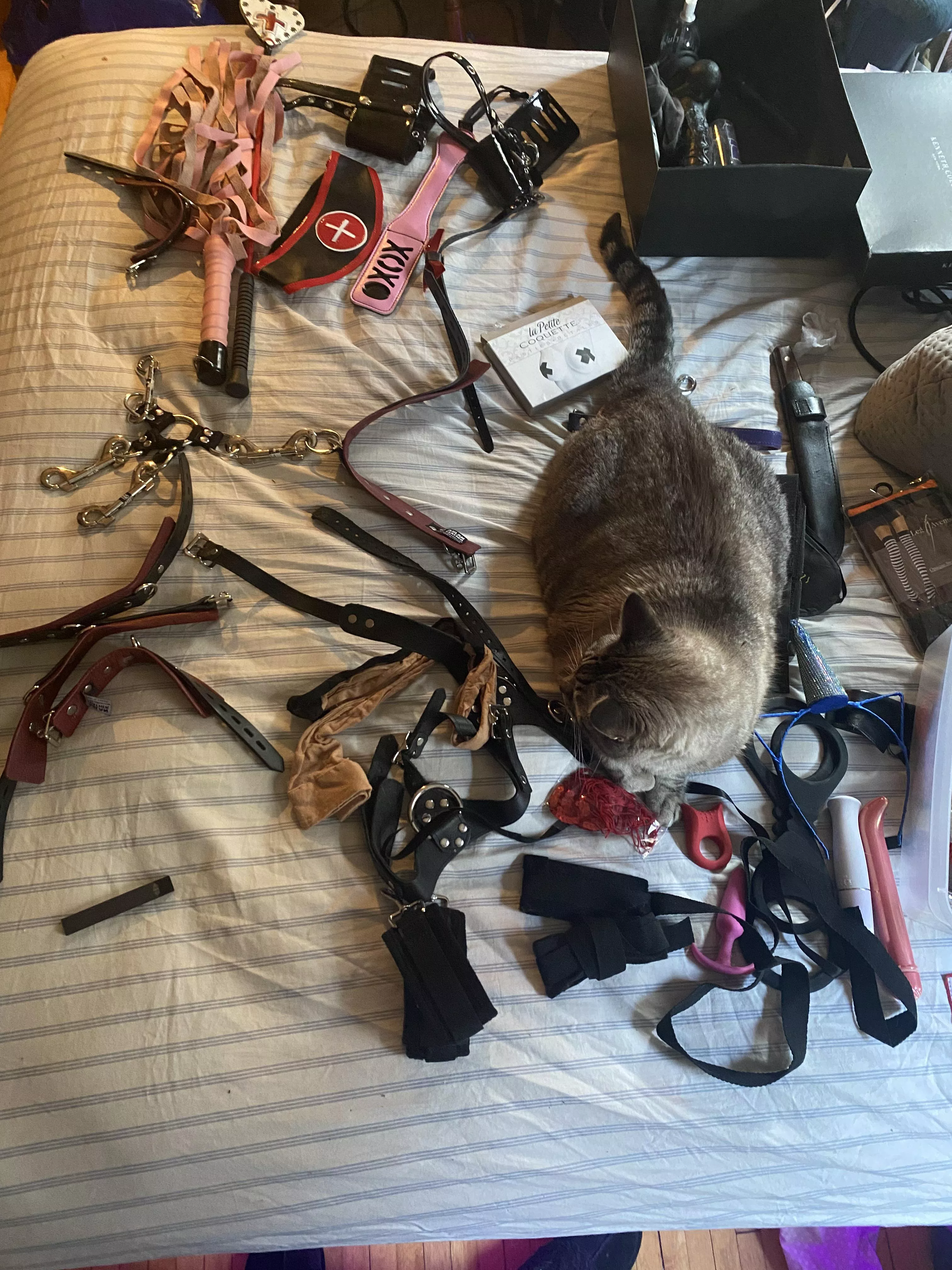 Gear cleaning/organization with a cat is…something