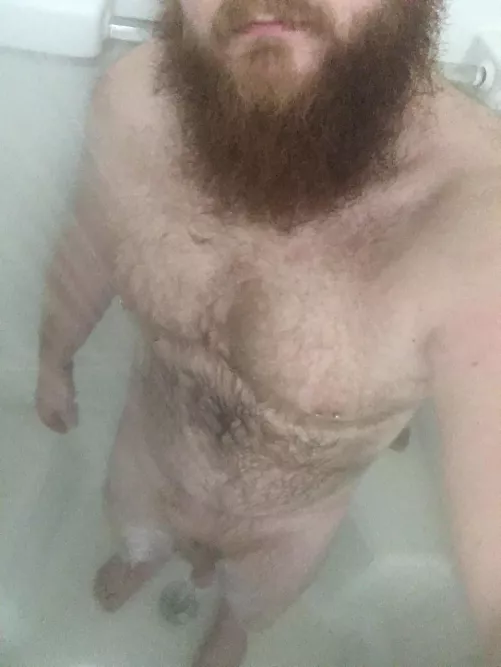 Ginger with chest fur anyone?