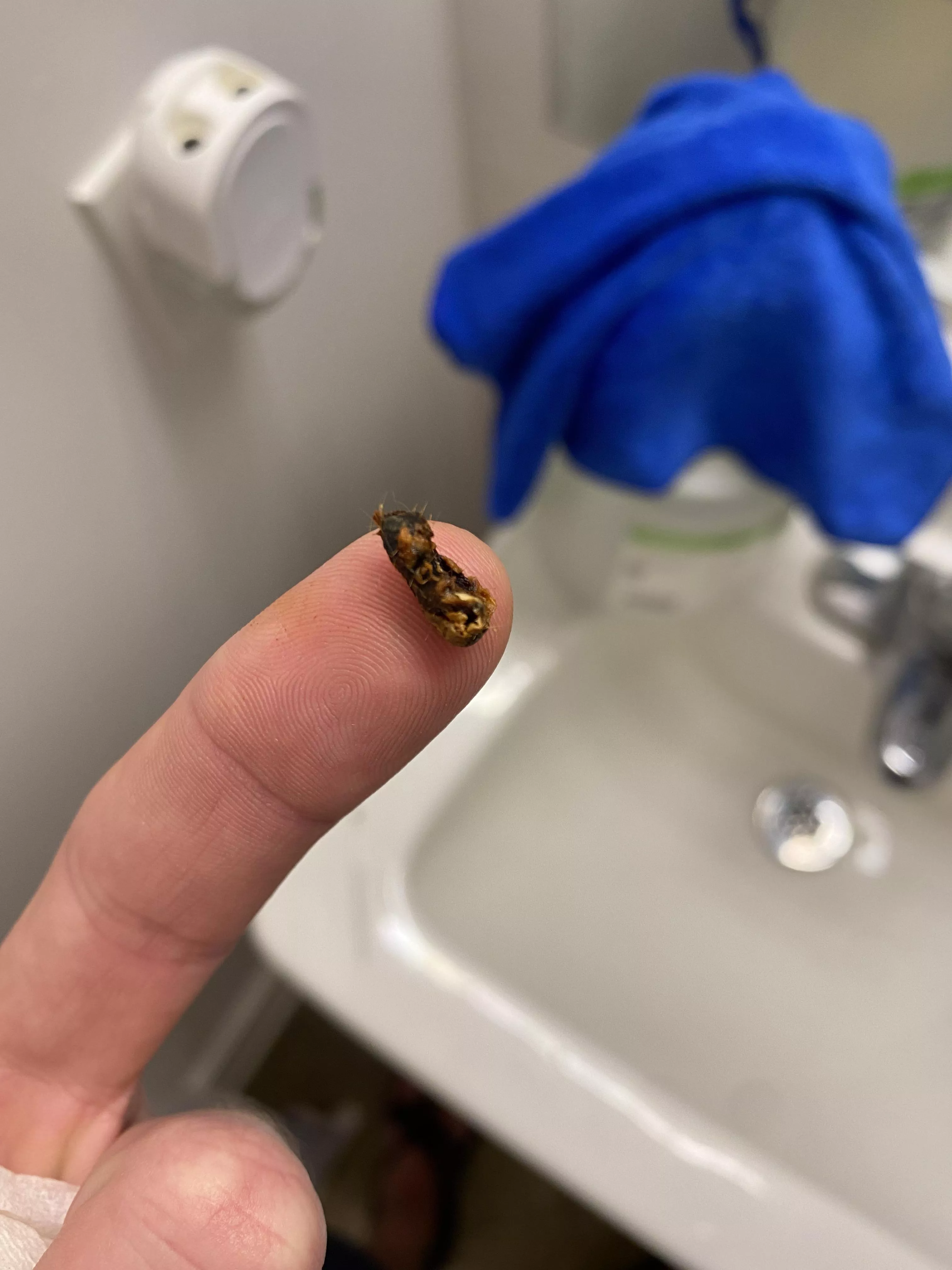 I had to share this ear wax glob with you degenerates. I can hear again! I had to share this ear wax glob with you degenerates. I can hear again!