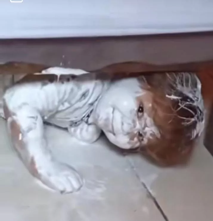 I’m looking for the video or gif of the camera man feeding a guy a donut while he’s doing a girl 😂😂😂