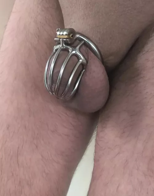 my cock feels like a unit of metal and skin. balls are tight and full of cum. from tomorrow on the leaking probably starts. the cage is so perfectly tight fitted.