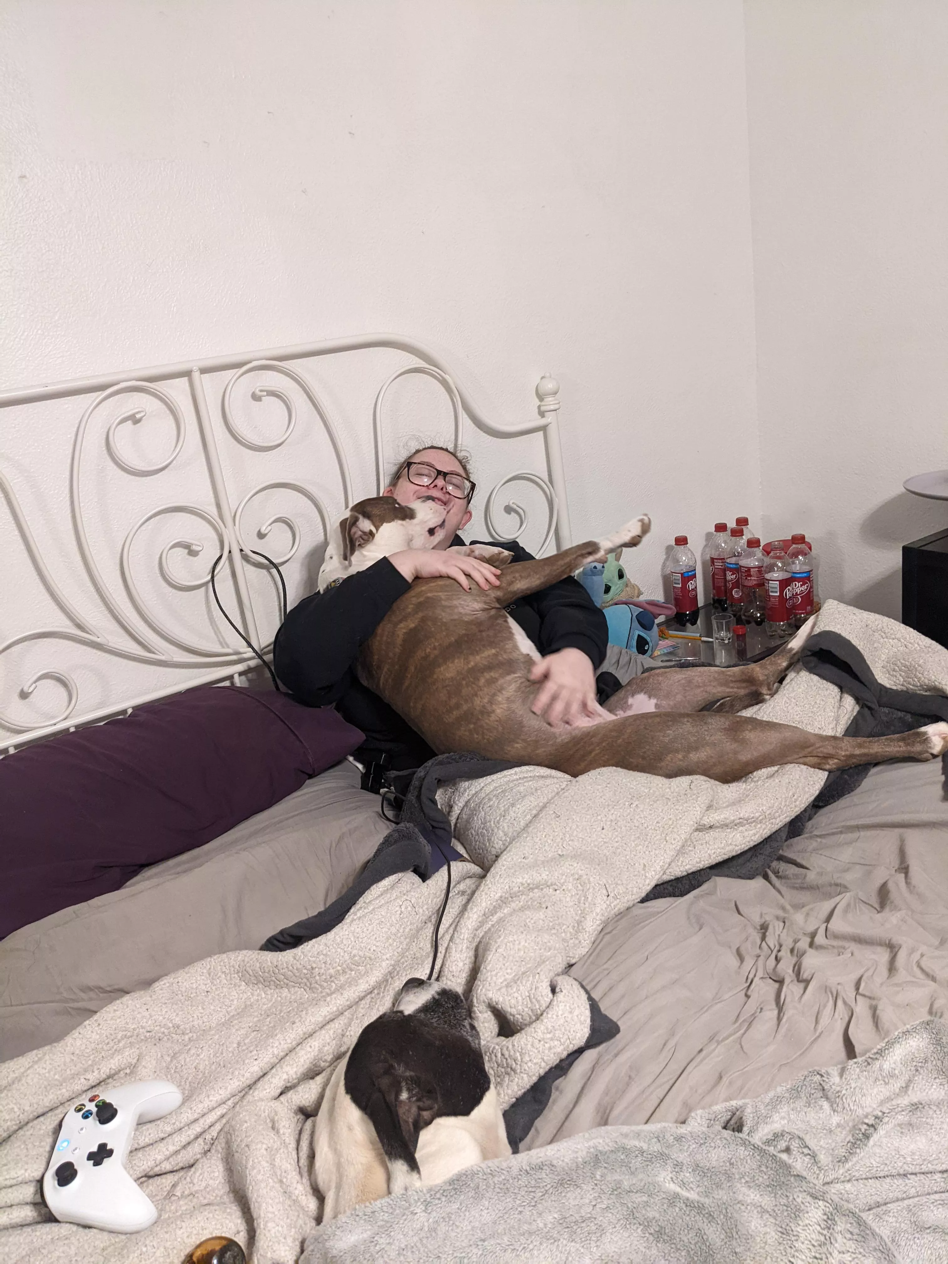 My little bear and her two favorite doggies. All in my bed. I'm the luckiest daddy alive!