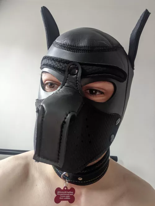 my new dog tag came today 😁