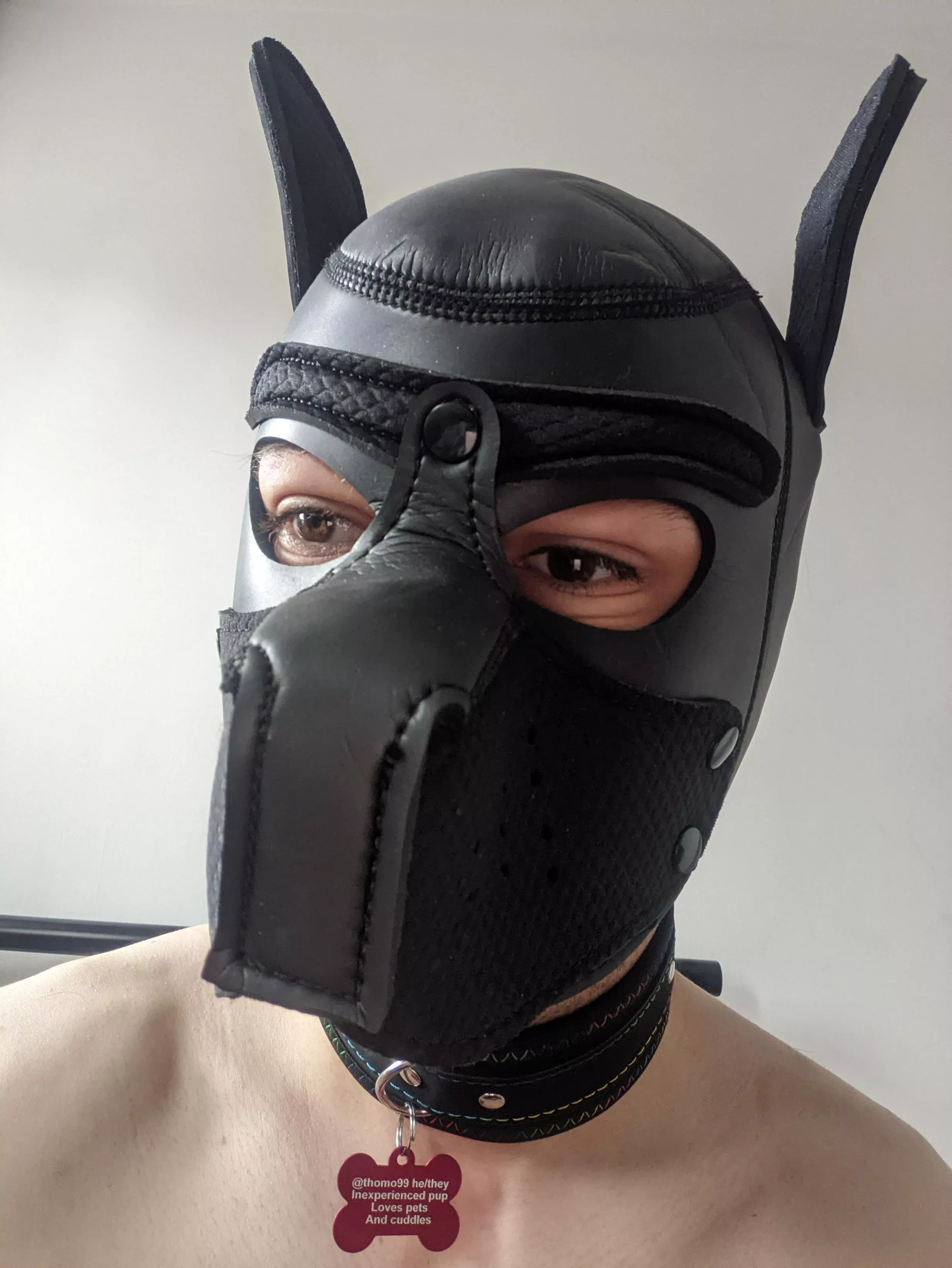 my new dog tag came today 😁