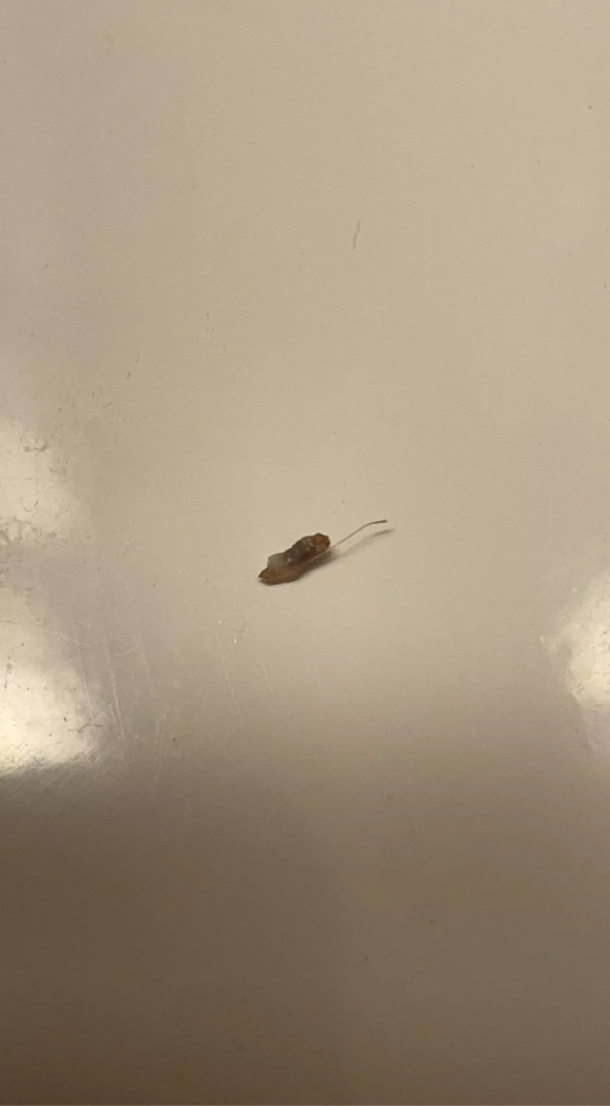 New here! This came out of a hard lump on the top of my head. Enjoy.