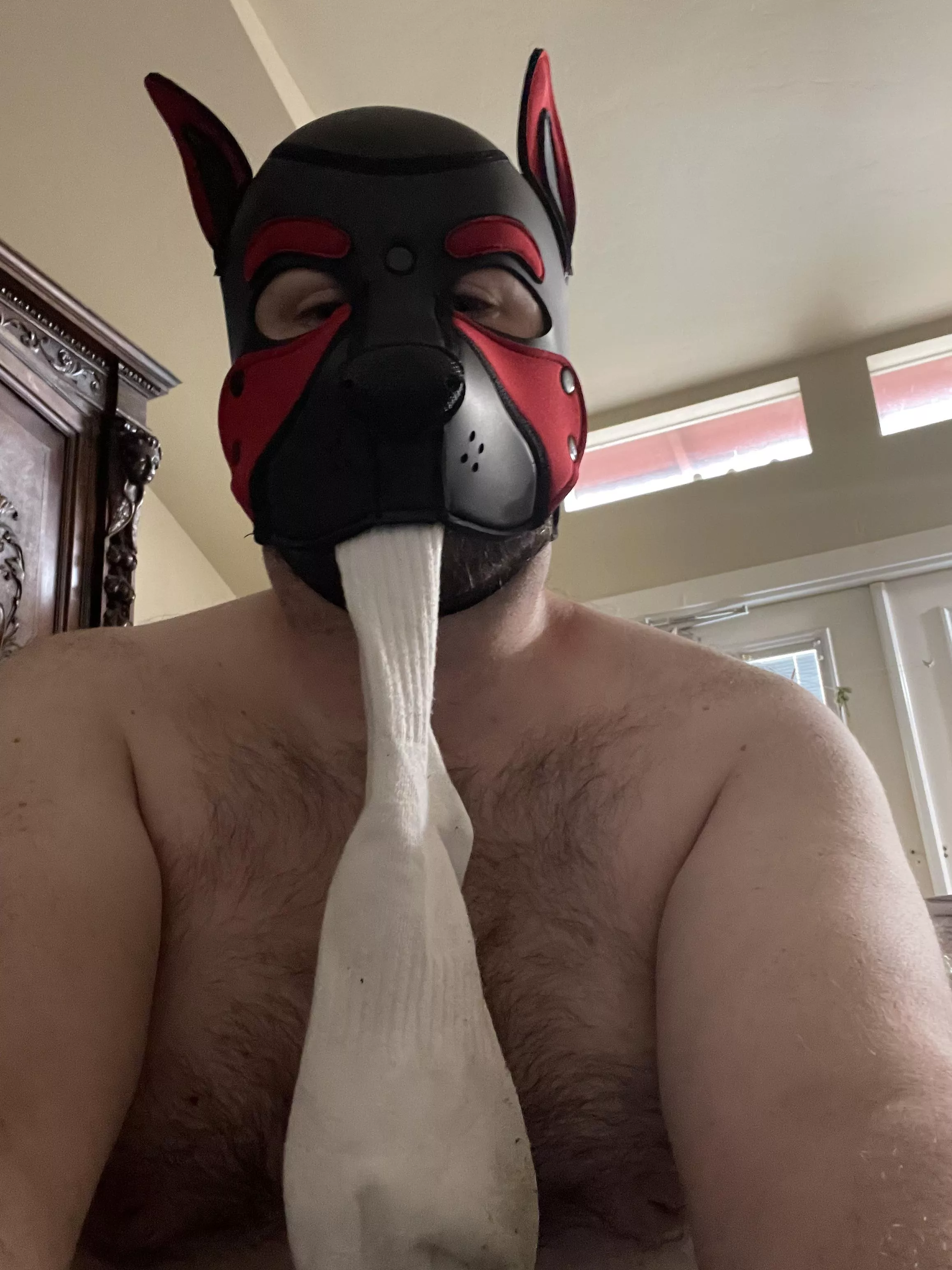 Oh nos pup got into a bois stinky socks. Can pup sniff yours next?