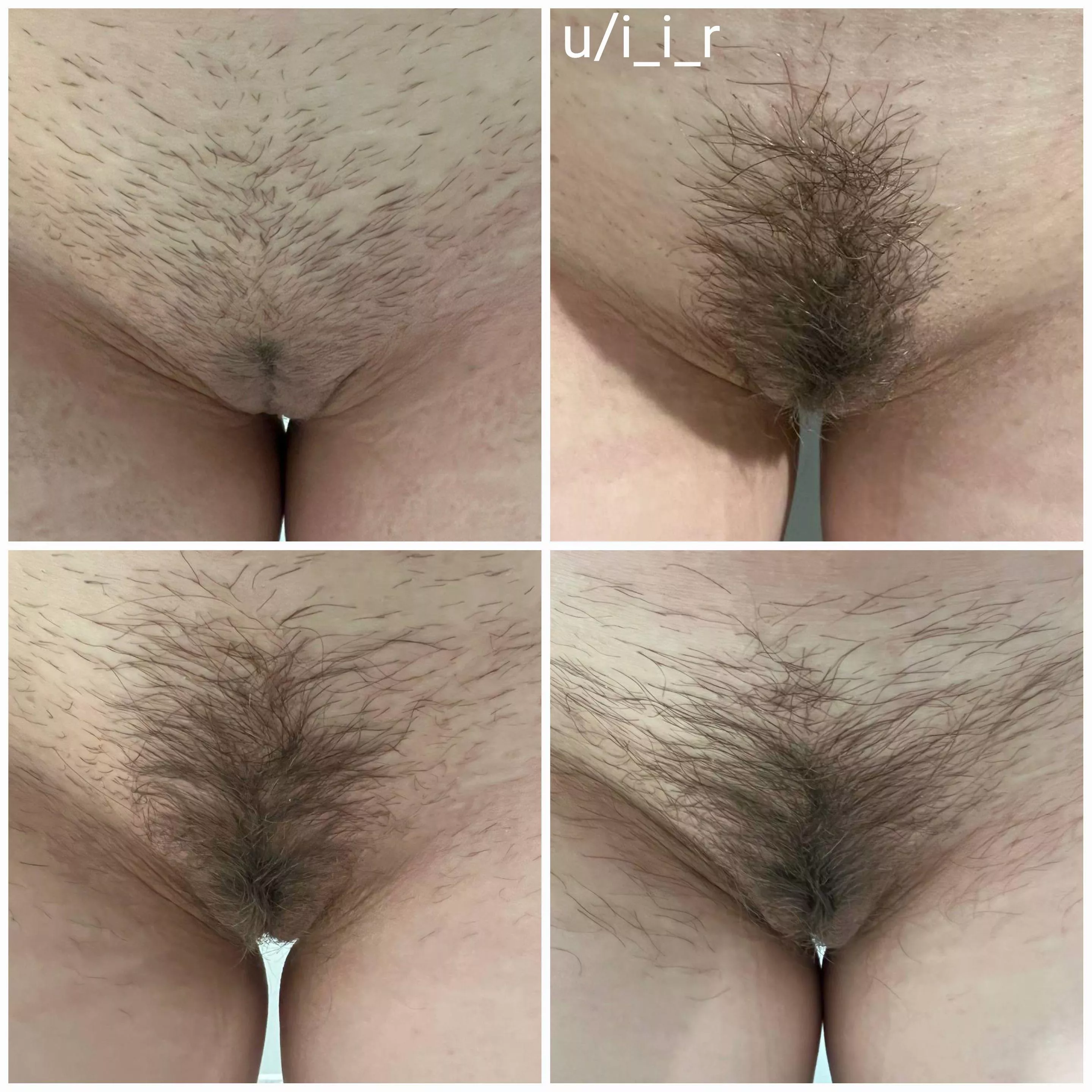 Peach, strip, bush, forest