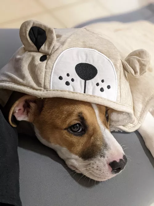Pup in a hoodie