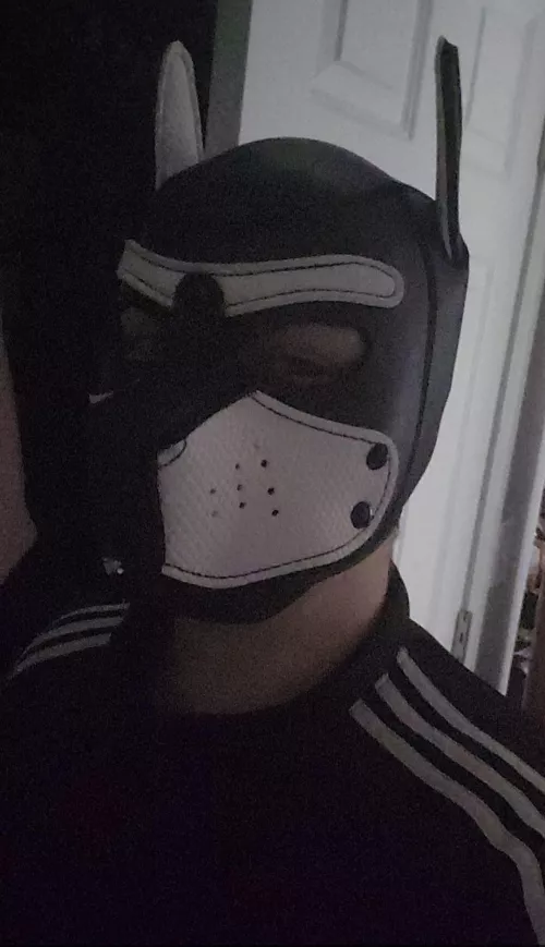 pup in adidas 🐾🐕 awroooooo!
