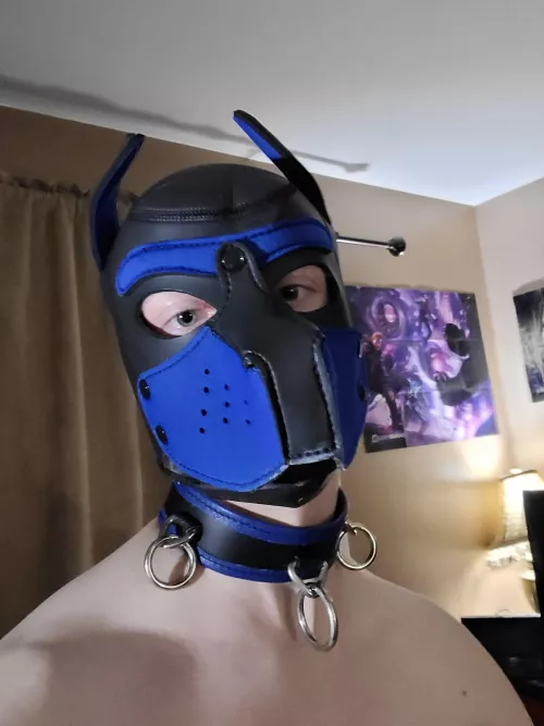Puppy just got collared :D