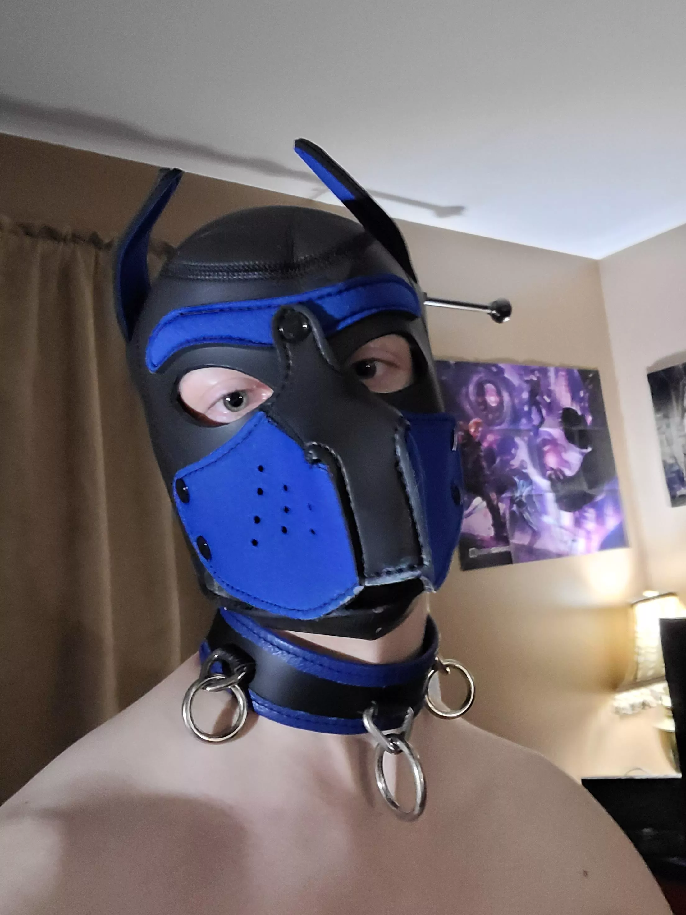 Puppy just got collared :D