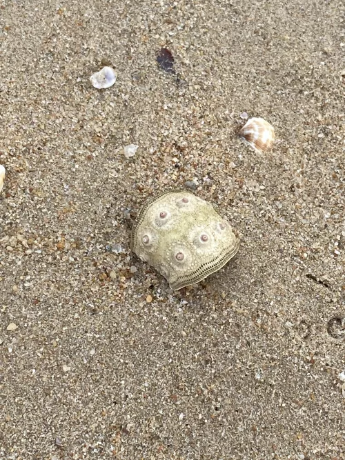 Saw a strange looking shell today. Does anyone know what it is?