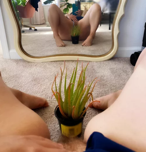 Say aloe to my Octopussy