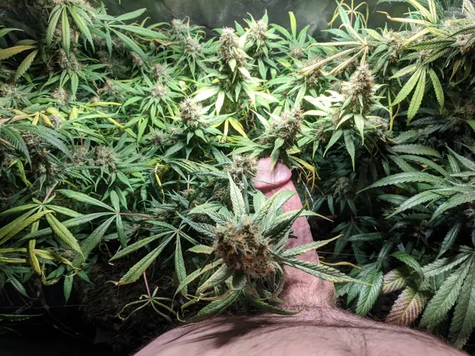 S[m]ells like gods vagina