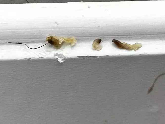 The most satisfying pops