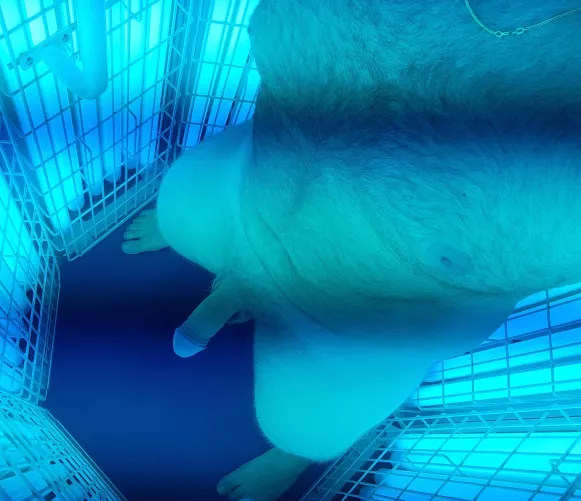 The stand up tanning beds have more room for activities, anyone want to join?