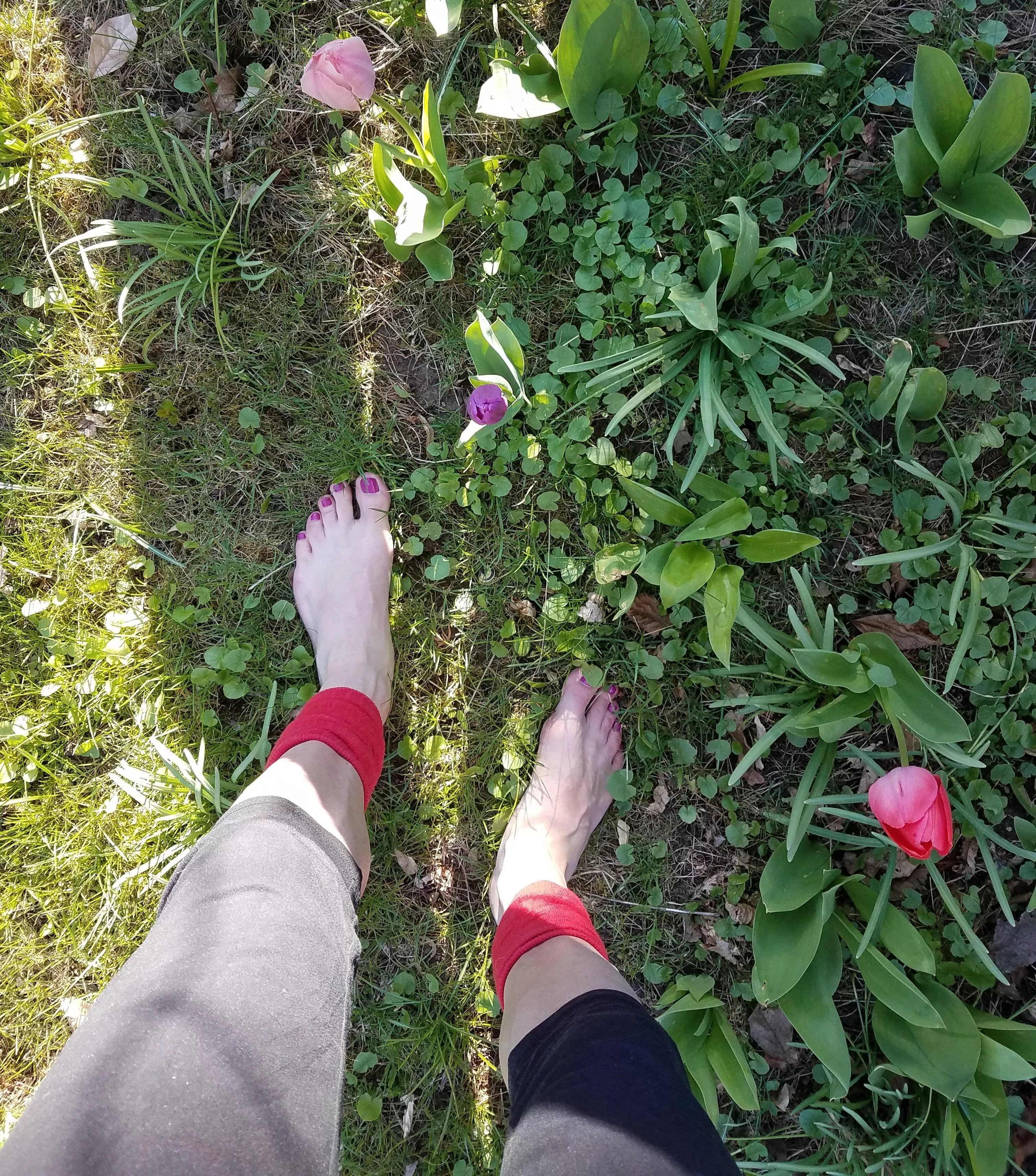 Visiting my tulips. Visiting my tulips.