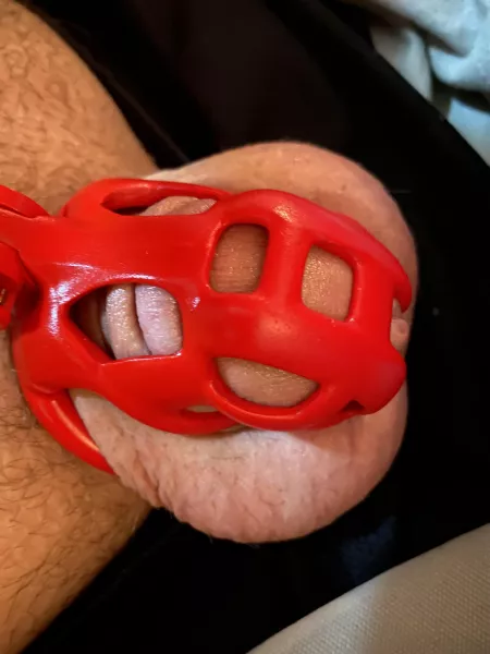 Trying a smaller cage, what do you think? Trying a smaller cage, what do you think?