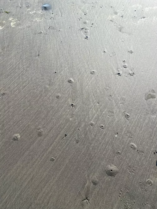 What made all these small holes? South of Olympic Peninsula, WA