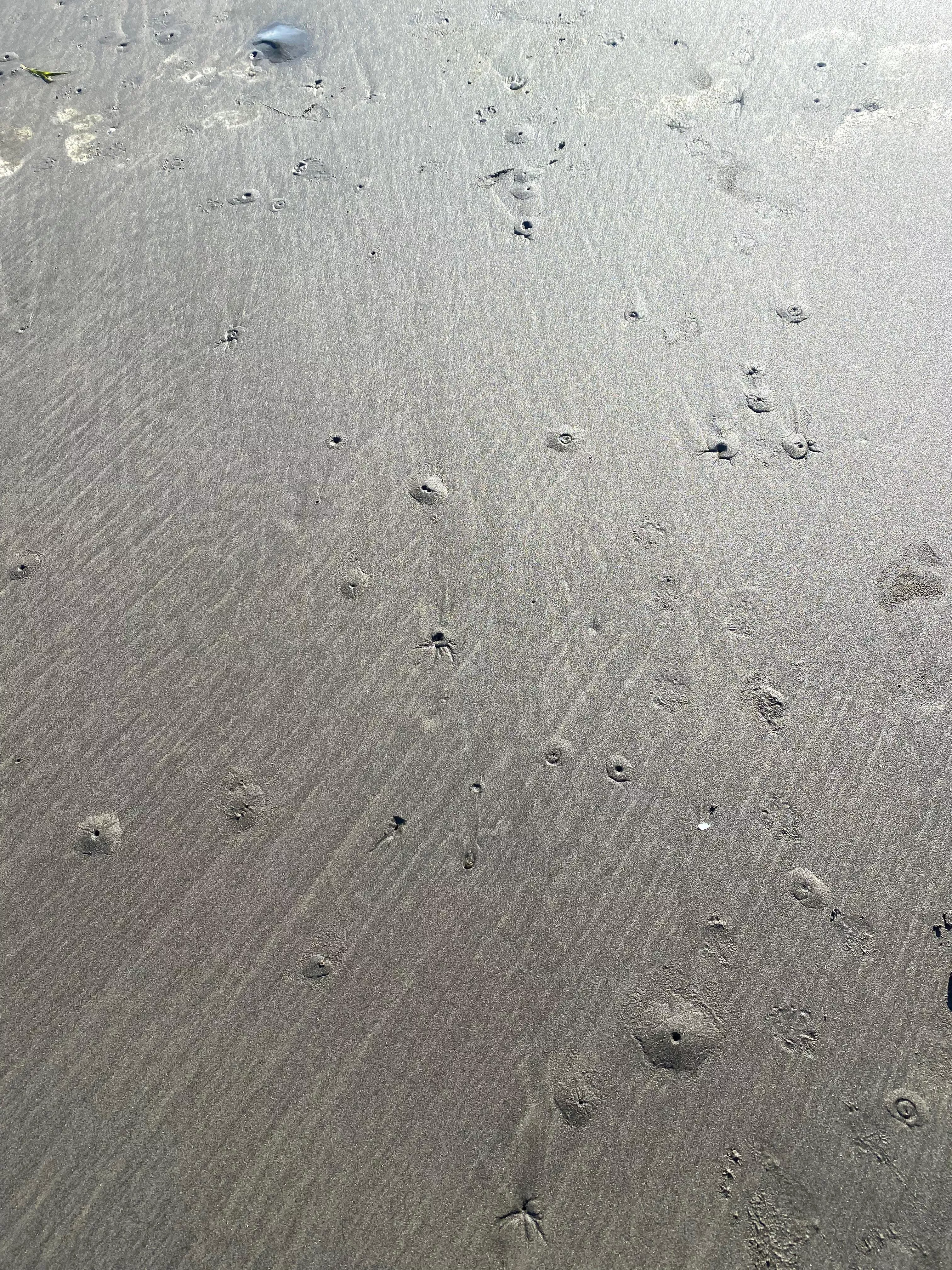 What made all these small holes? South of Olympic Peninsula, WA