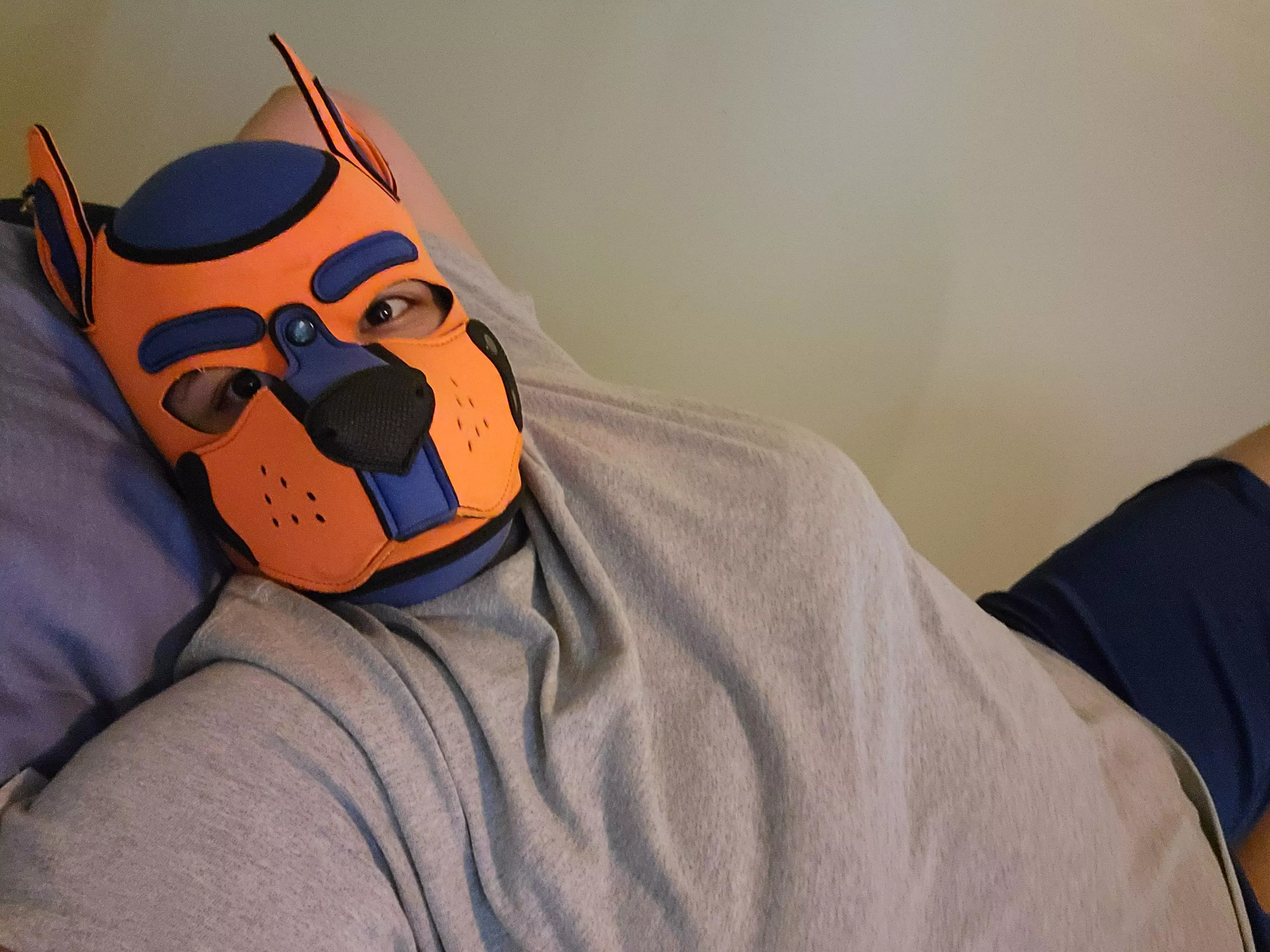 hey whats up everypup?