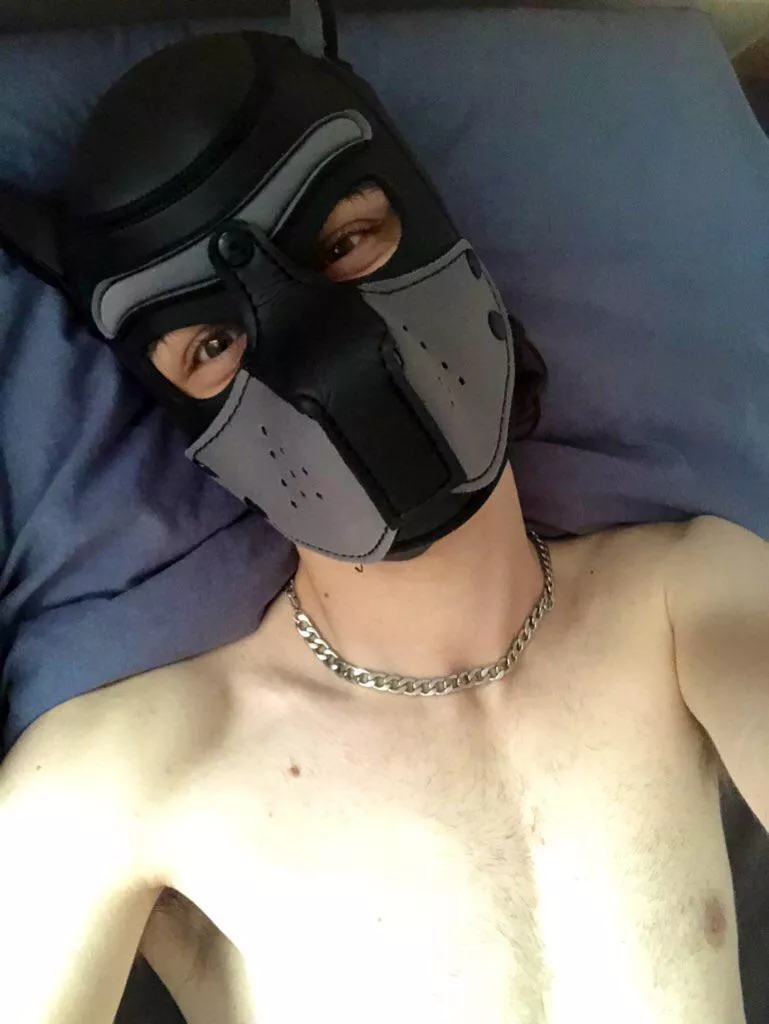 Why can’t this pup just lie in bed all day with his hood on? 🥺 that would make me a very happy pupper!