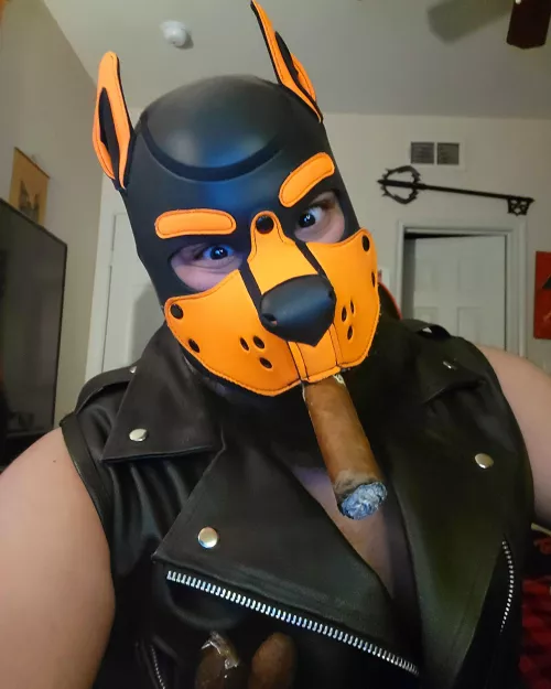 Dumb leather dog thoughts 😈