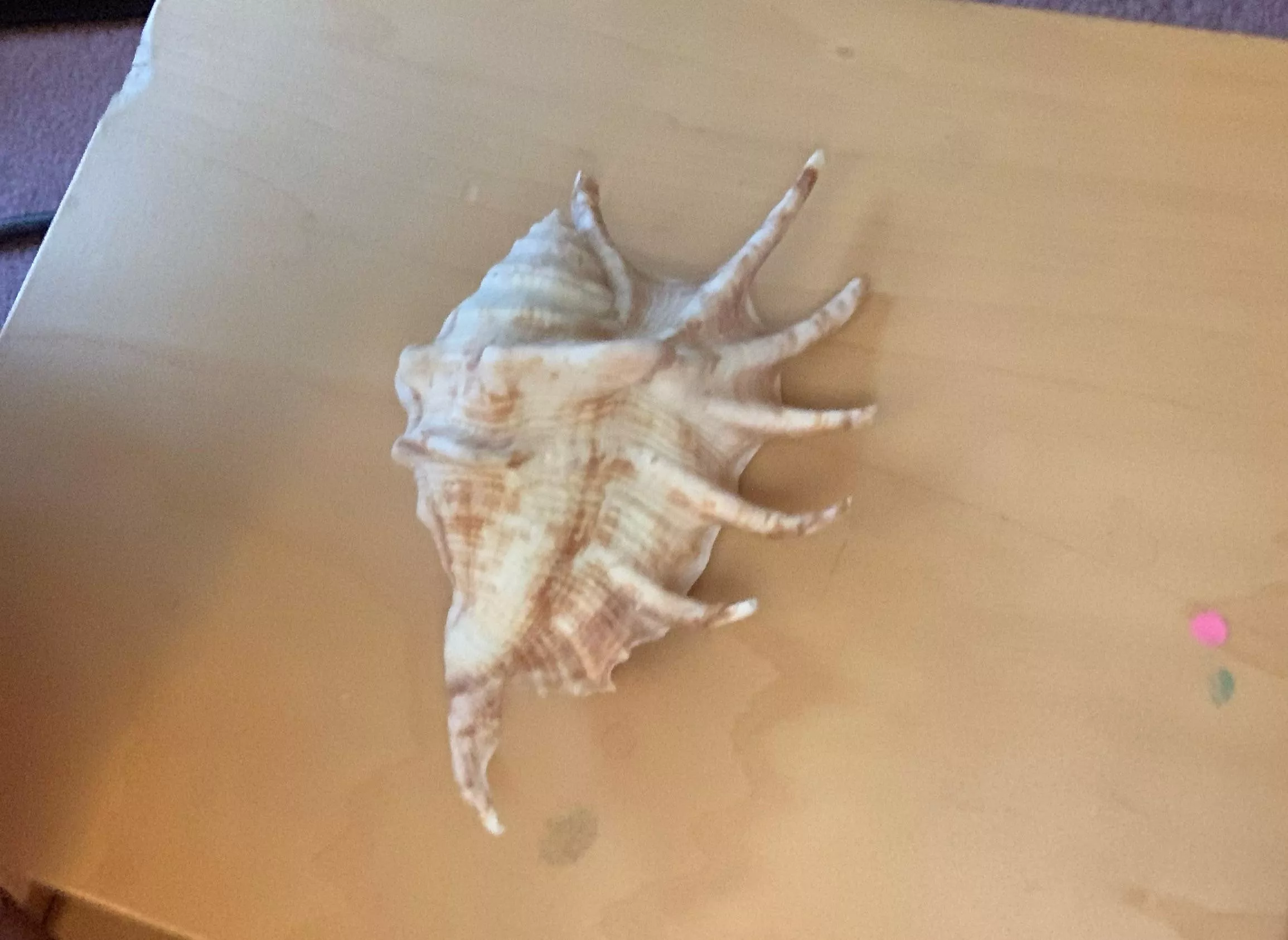 Does anybody know what type of seashell this is? i found it in OBX