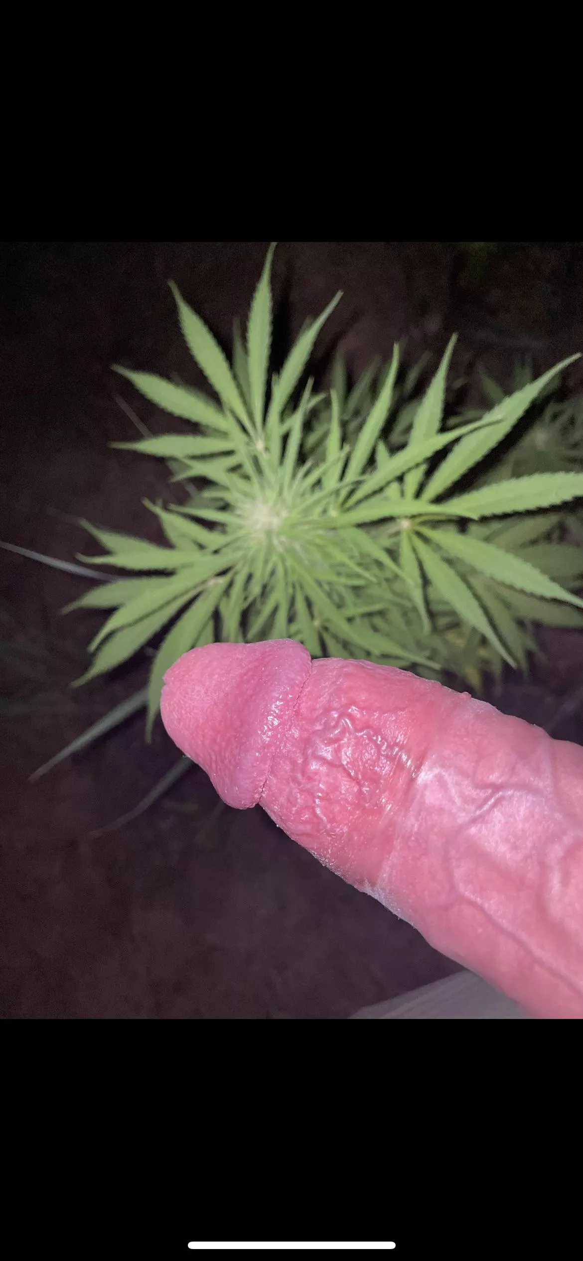 [M]y boner or the plant? 😏