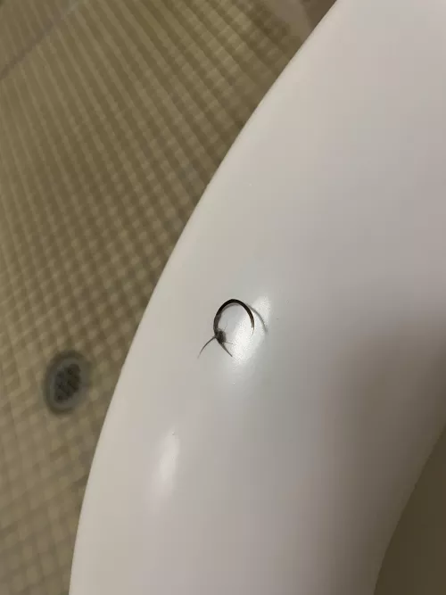 Pulled what must be a year's worth of hair out of my bellybutton in the shower today