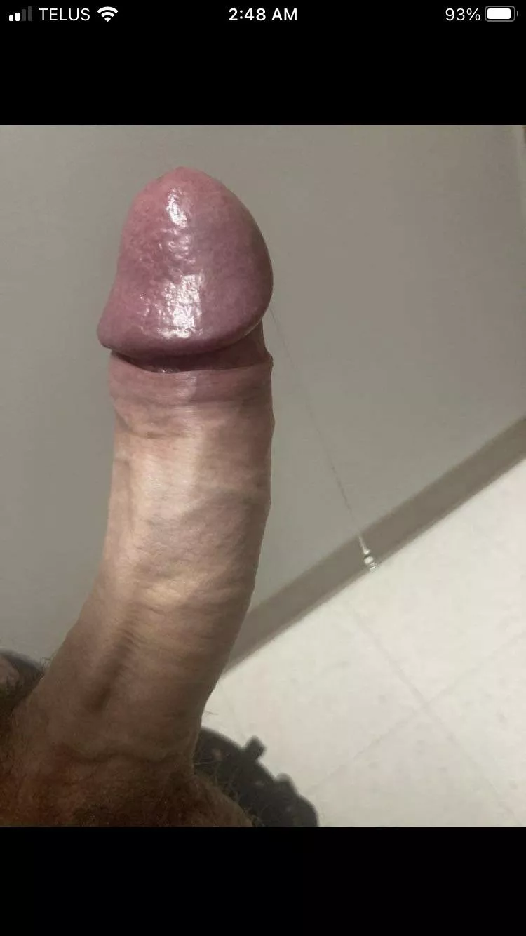 (M) red deer cock