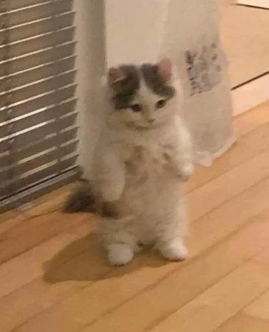 Anyone interested in helping me? Looking for a artist to do a character in version r34 [Cat]