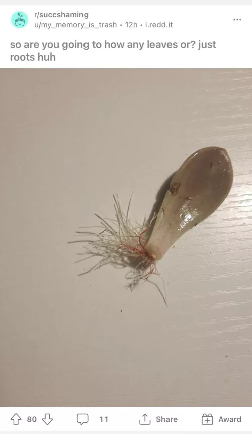 Saw this succulent shaming post and thought “wow that’s quite the pili multigemini”