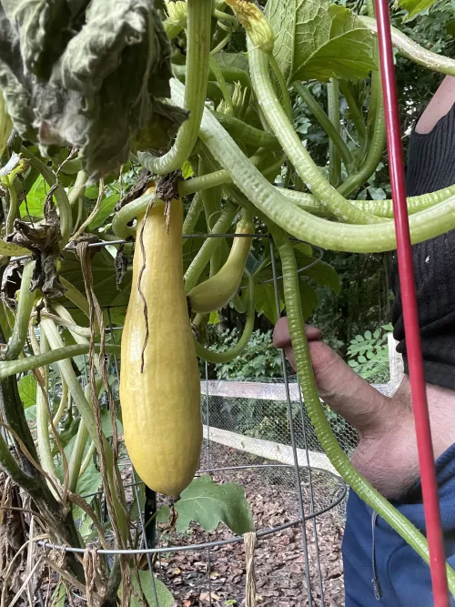 What do you think? Is it ready for Harvest?