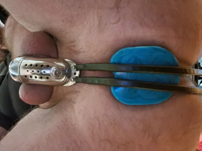 belted and plug with a horse cock