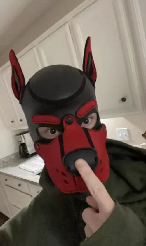 Hellos I’m Squid 🐾🦑