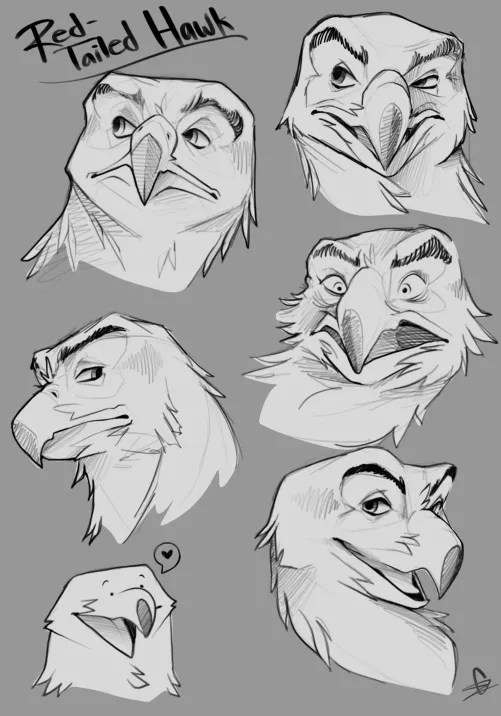 red tailed hawk drawings (art by me)! do you have a favorite bird of prey?