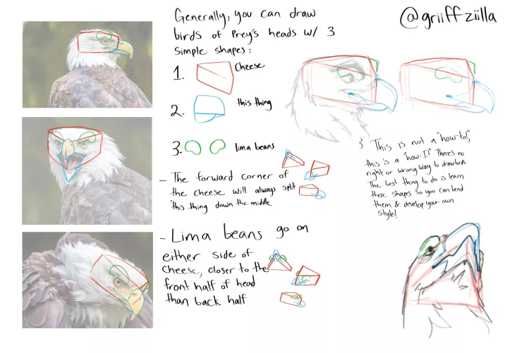 after yesterday’s post blew up i made a small guide on how i break birds of prey down to draw them! is this helpful to see? what other species would y’all like?