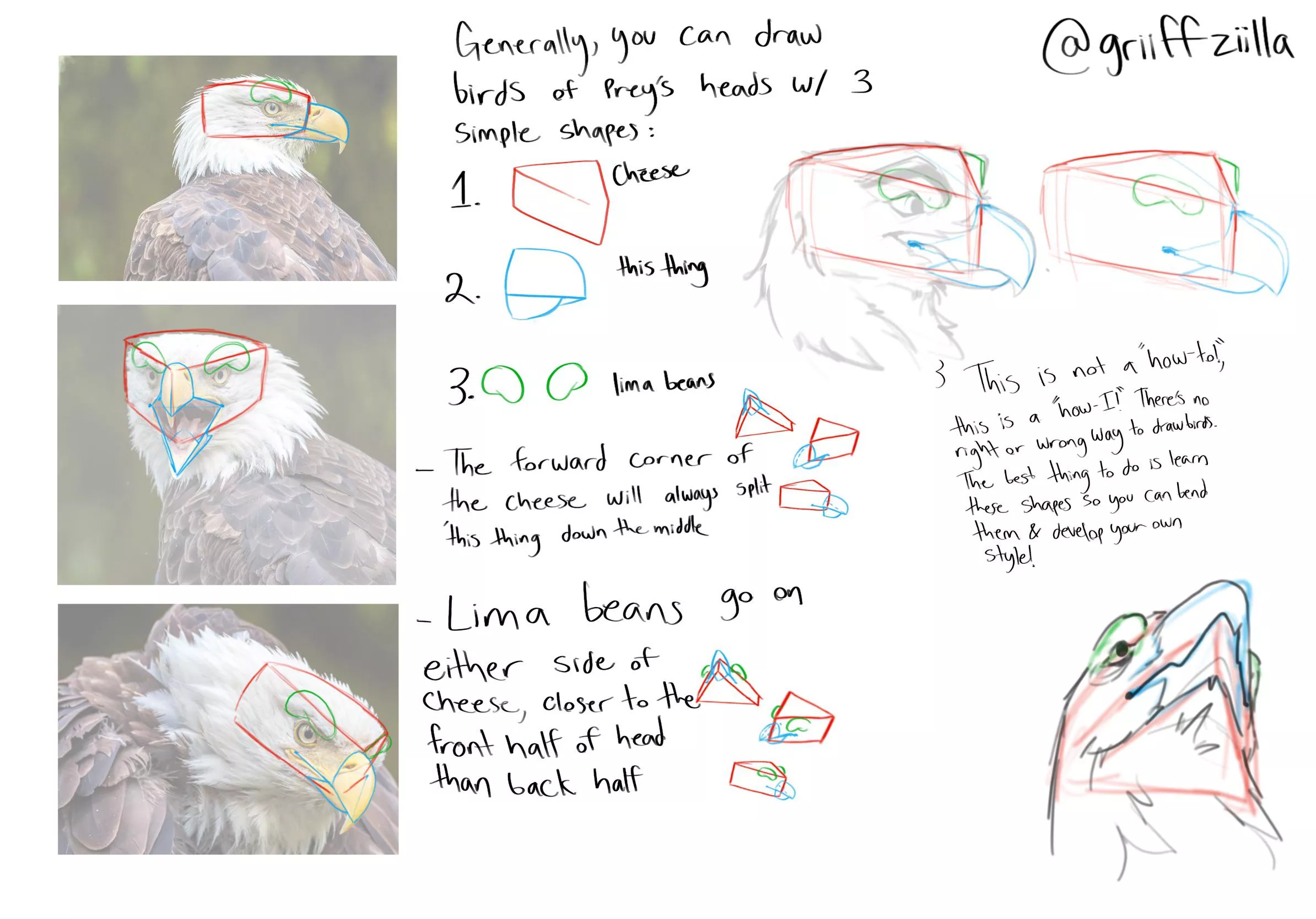 after yesterday’s post blew up i made a small guide on how i break birds of prey down to draw them! is this helpful to see? what other species would y’all like?