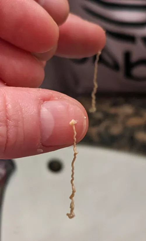 Ramen noodle I popped off a friend's earlobe the other day.