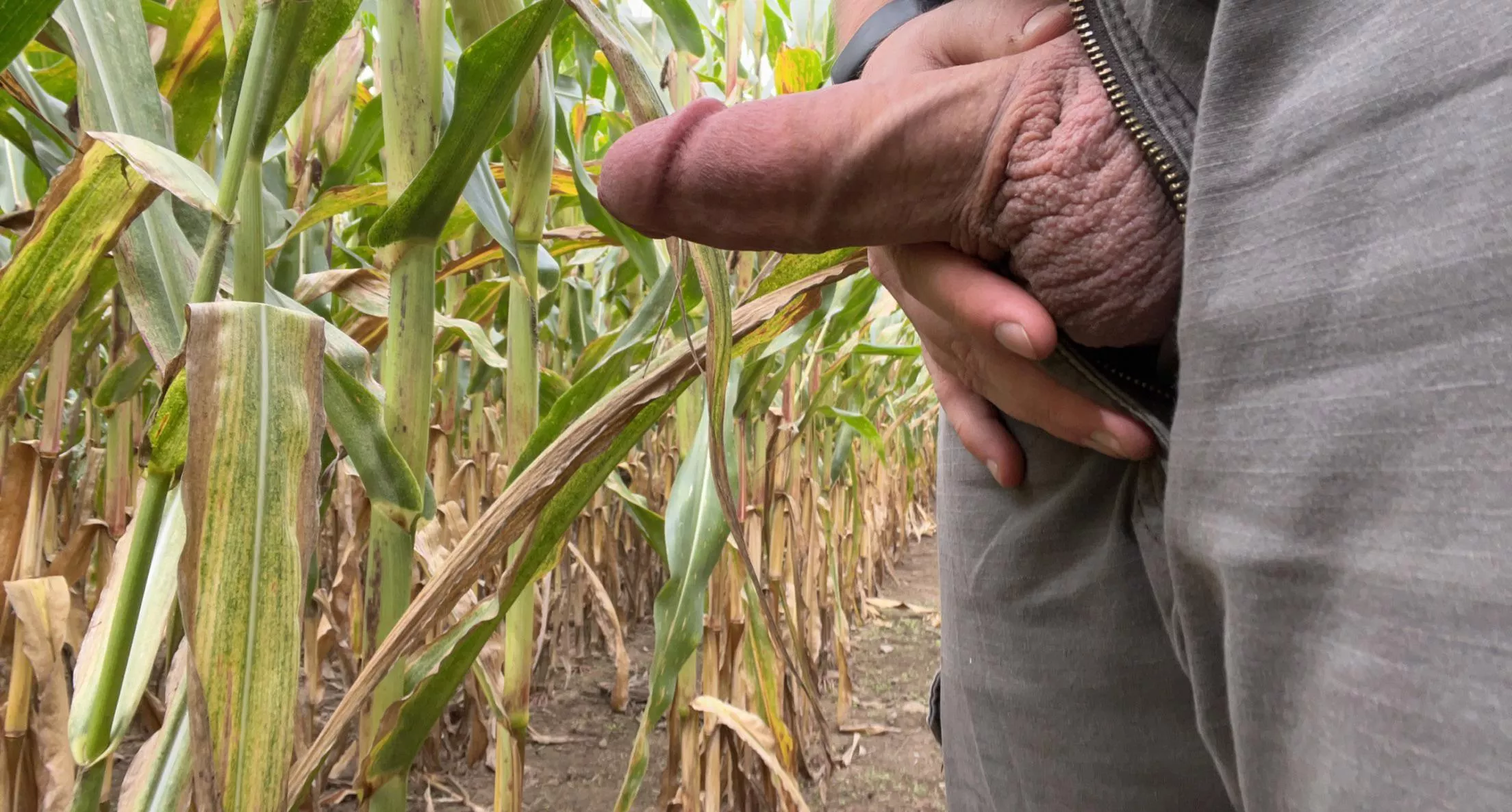 Had to take a quick break from cutting corn stalks to take care of this